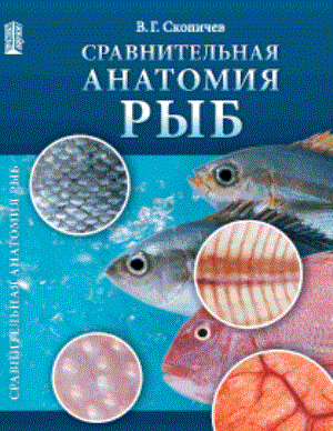 Сравнительная анатомия рыб: Учебное пособие ISBN pn_0074