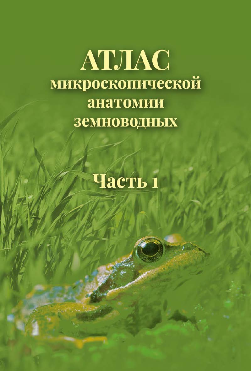 Атлас микроскопической анатомии земноводных. Часть 1. Учебно-методическое пособие для биологических специальностей вузов ISBN tomsk_2022_05